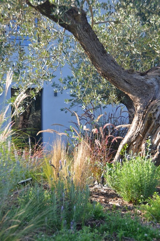Giardino in stile mediterraneo di 500 di Gaia Granelli Giardino in stile mediterraneo di 500 di Gaia Granelli