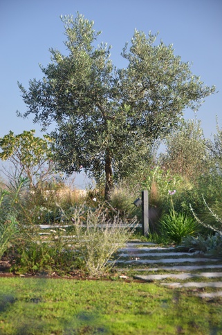 Giardino in stile mediterraneo di 500 di Gaia Granelli Giardino in stile mediterraneo di 500 di Gaia Granelli