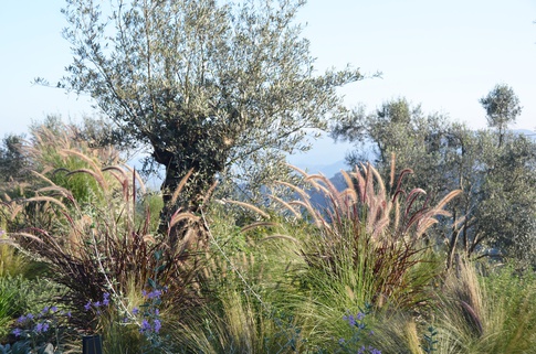 Giardino in stile mediterraneo di 500 di Gaia Granelli Giardino in stile mediterraneo di 500 di Gaia Granelli